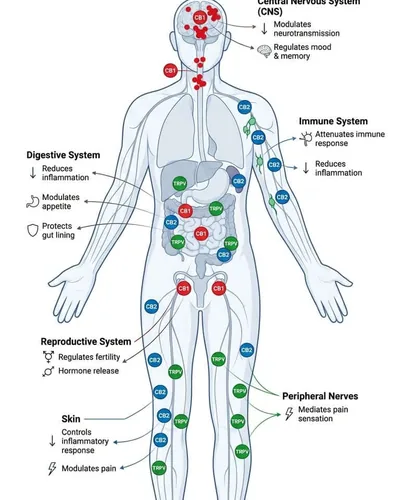 The Endocannabinoid System: Here the Whole Time